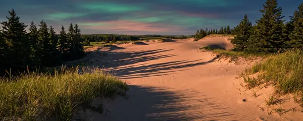 Open sand dunes edged with spruce trees at golden hour